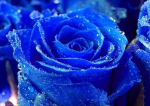 Blue-Rose1